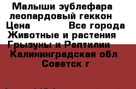 Малыши эублефара ( леопардовый геккон) › Цена ­ 1 500 - Все города Животные и растения » Грызуны и Рептилии   . Калининградская обл.,Советск г.